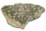 Dinosaur (Triceratops) Frill Shield Section - Montana #338936-1